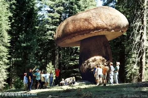 美国的巨大真菌