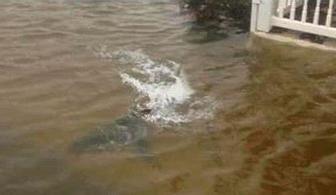 美国飓风鲨鱼涌上街头