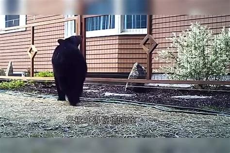 美国黑熊闯进自家院子