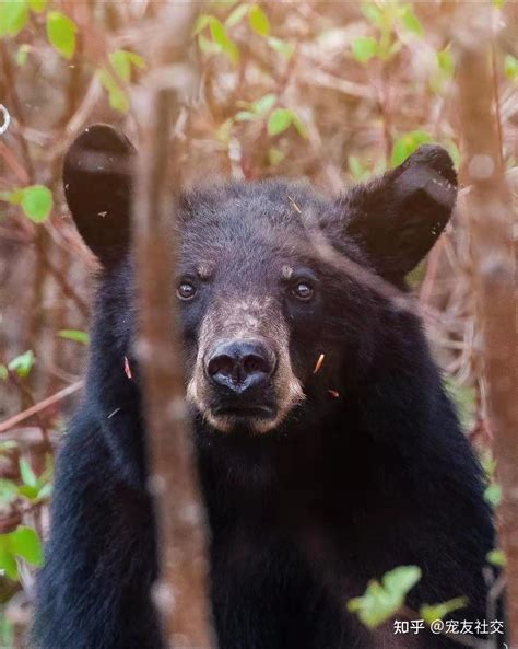 美洲黑熊最大450公斤
