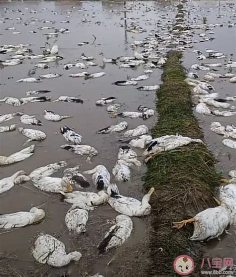老人近4000只鸭被毒死