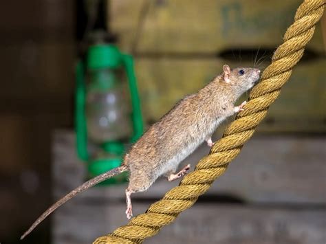 老鼠往身上爬是何征兆
