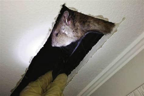 老鼠探头在男子家