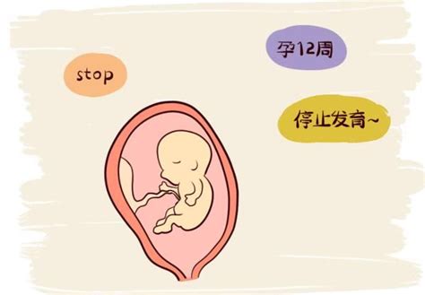 胎停育通常会发生在几周的时候