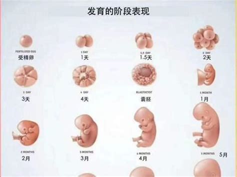 胎儿多少周算是早产