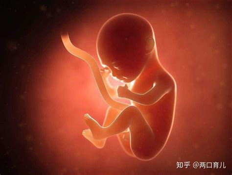 胎儿最容易畸形的时期