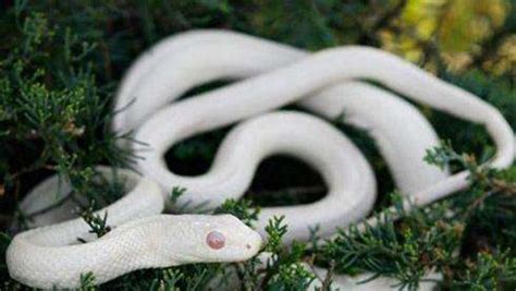 胎梦梦见白色蛇