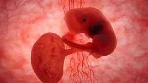 胚胎产生两周是什么时候