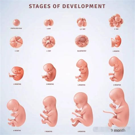 胚胎从什么时候开始算起
