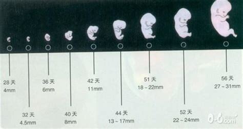 胚胎1.4厘米多大
