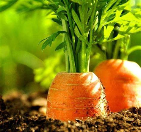 胡萝卜如何种植最合适