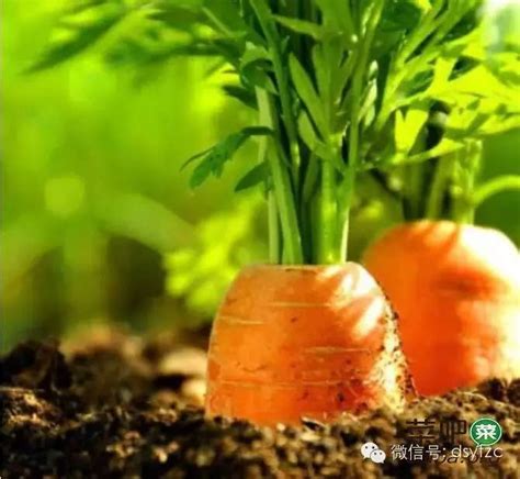 胡萝卜的简单种植方法