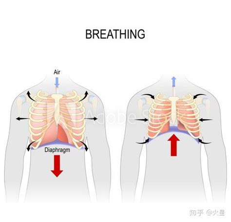 胸腔负压与呼吸的关系