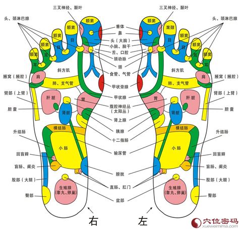 脚的各个部位详细图