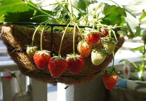 自家种的草莓怎么才能甜
