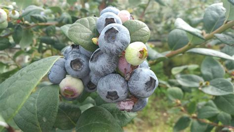 自花授粉的蓝莓品种