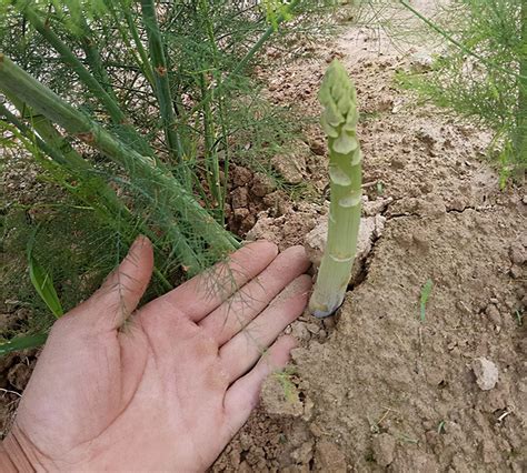 芦笋根怎么种植是最好的方法