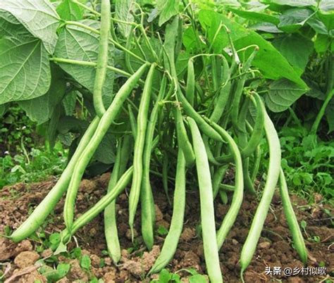 芸豆怎样才能种植