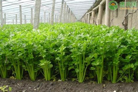 芹菜种植栽培过程