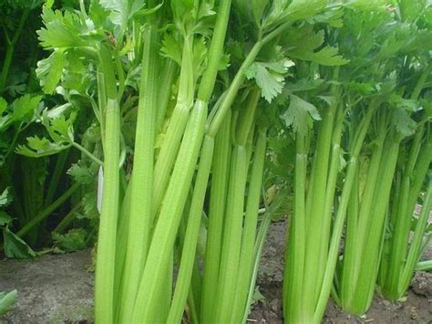芹菜种植需要的肥料配方