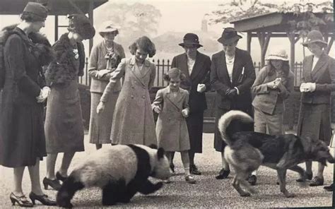 英国女王见到熊猫时是什么反应