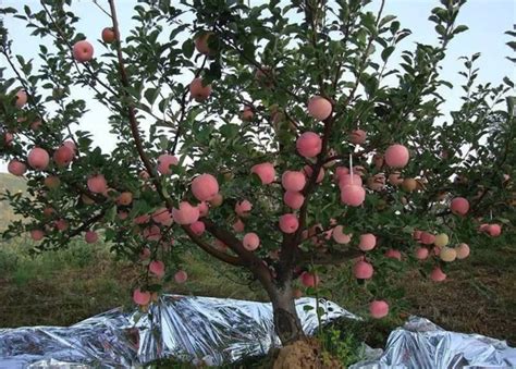 苹果树在南方能种植
