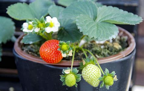 草莓一年都可以种吗