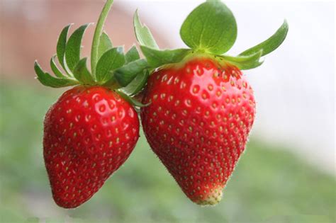 草莓与祖宗什么关系