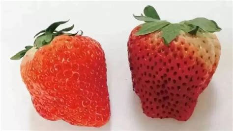 草莓为什么结完果就死了
