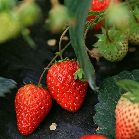 草莓什么季节播种最好