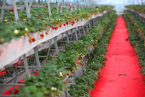草莓传统种植与立体种植