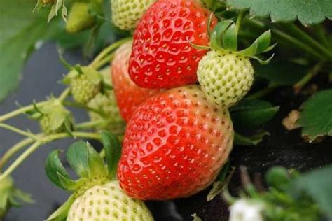 草莓几月成熟
