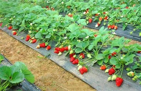 草莓可以直接种在地上吗