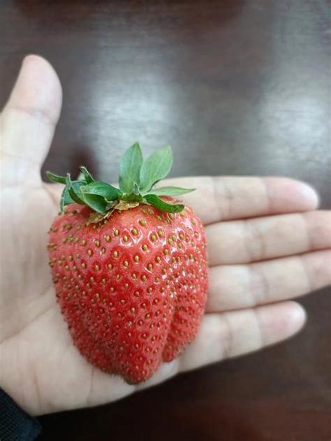 草莓可以自己种吗
