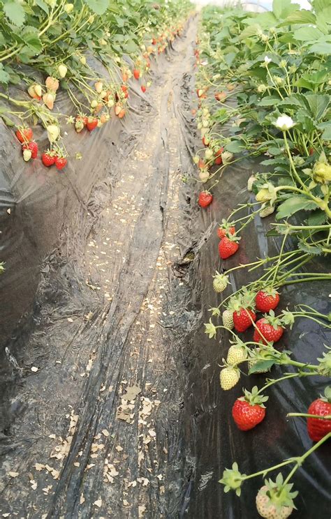 草莓啥时间种植好