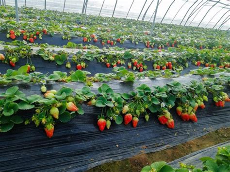 草莓如何多年种植