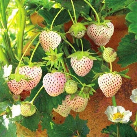 草莓如何种植