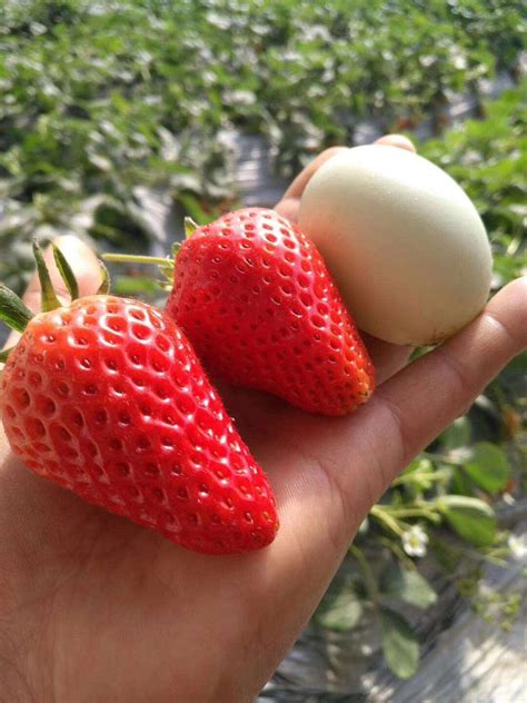 草莓怎么才可以种得又大又甜