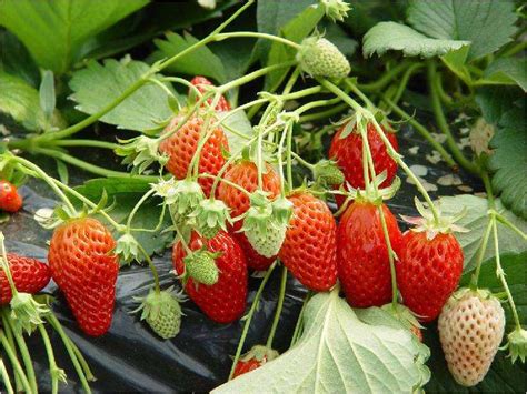 草莓怎么种得又大又好吃