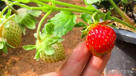 草莓怎么种才会很大