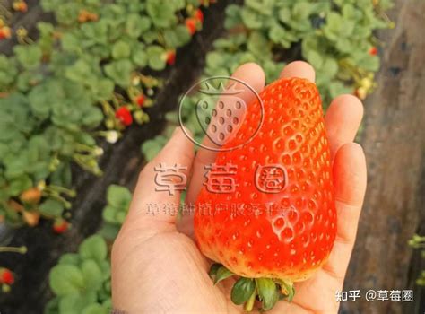 草莓怎样种植才会甜