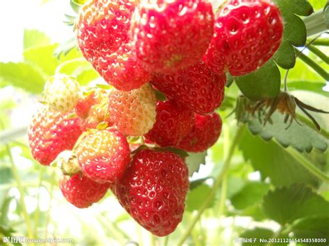 草莓是几月份的水果成熟