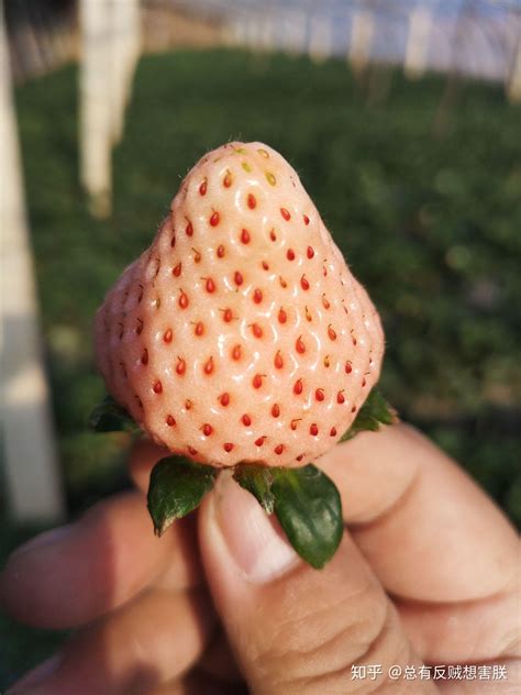 草莓有外号吗