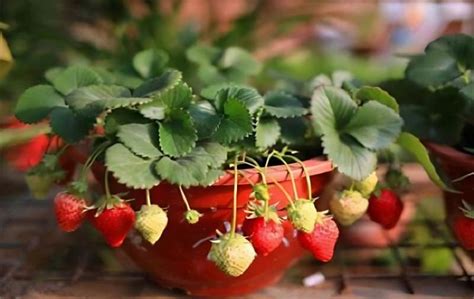 草莓的种植方法和管理