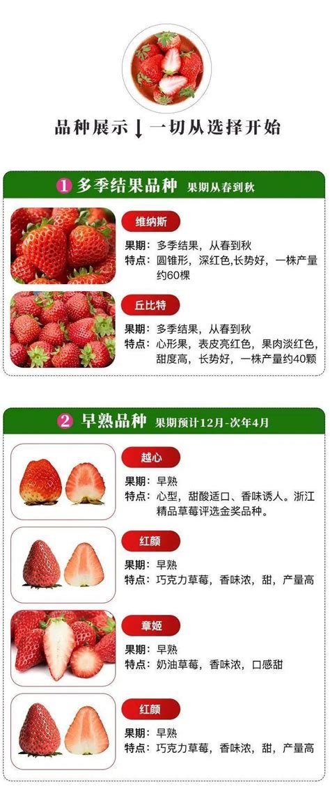 草莓种子价格表