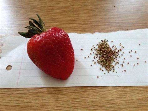 草莓种子是什么样子的