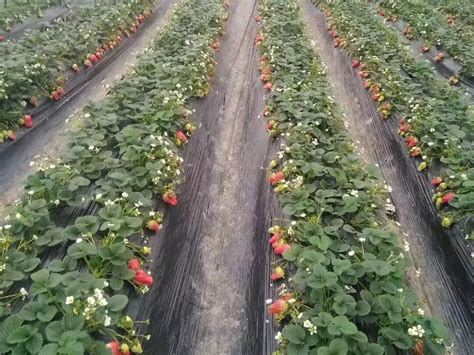 草莓种植一亩成本多少钱