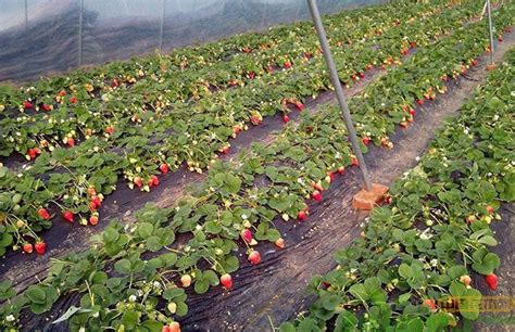 草莓种植前景