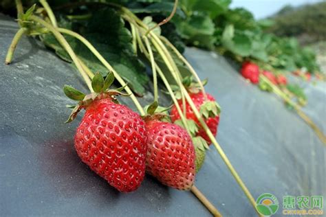 草莓种植前景排行