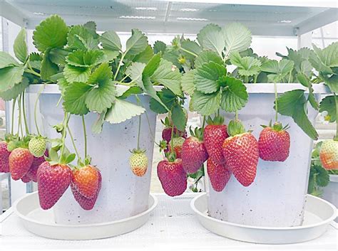 草莓种植在室内怎么过冬